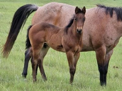 Paddys Gin Bilbo JW <BR>AQHA PENDING